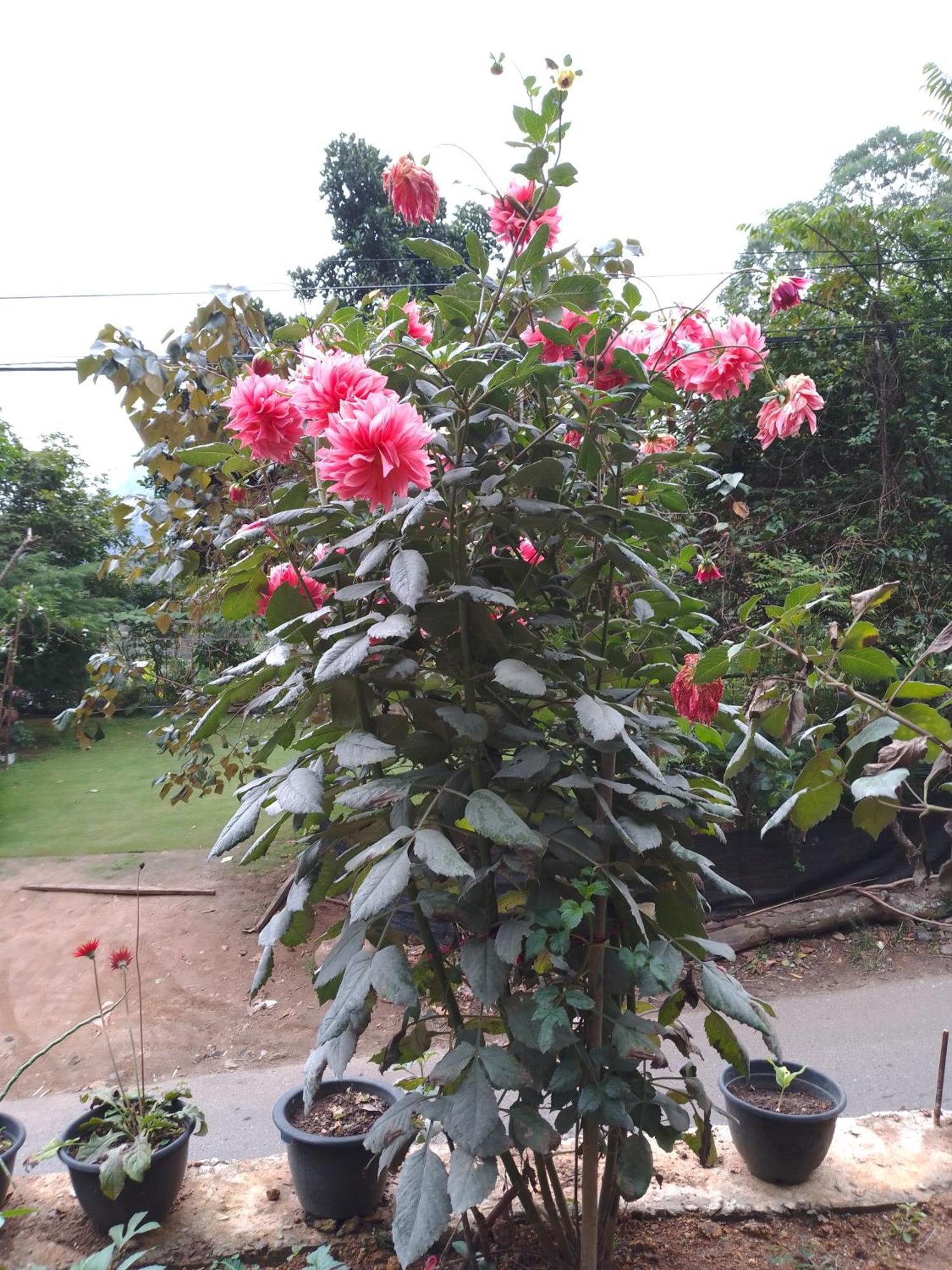 Ella Cozy Nest Apartment Phòng bức ảnh